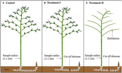 Non-structural carbohydrate and water dynamics of Moso bamboo during its explosive growth period
